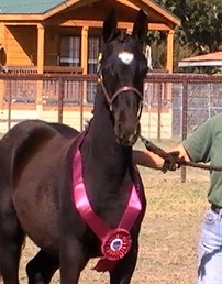 Friesian Sporthorse filly at inspection