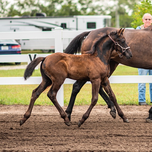 Friesian Sporthorse FSA foal