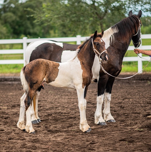 pinto Friesian Sporthorse FSA