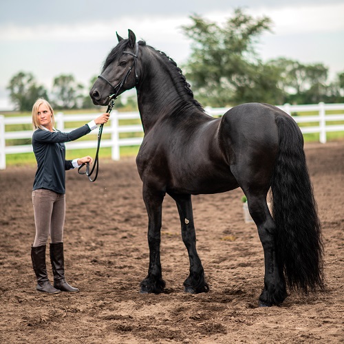 Friesian stallion Marko