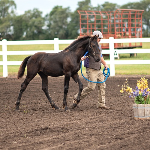 Friesian Sporthorse FSA foal