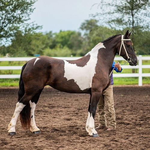 pinto Friesian Sporthorse