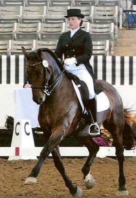 Elite Friesian Sporthorse Ducati CH