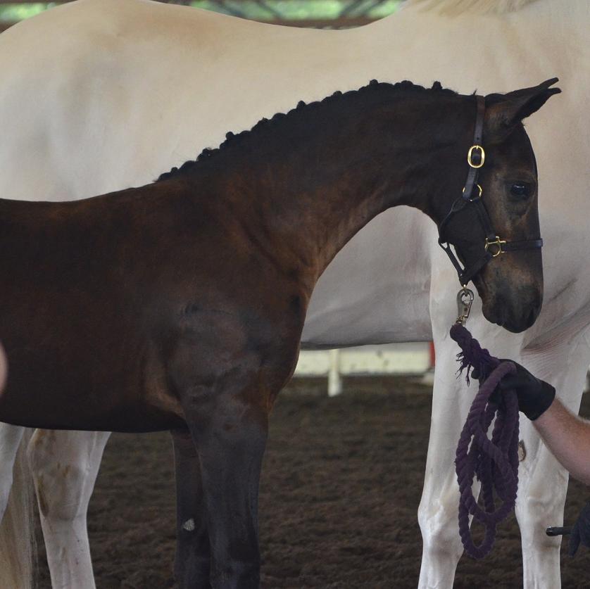 Land Rover CS Friesian Sporthorse