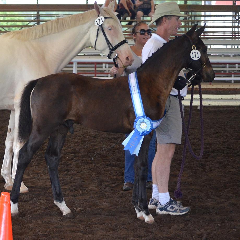 Land Rover CS Friesian Sporthorse Champion colt