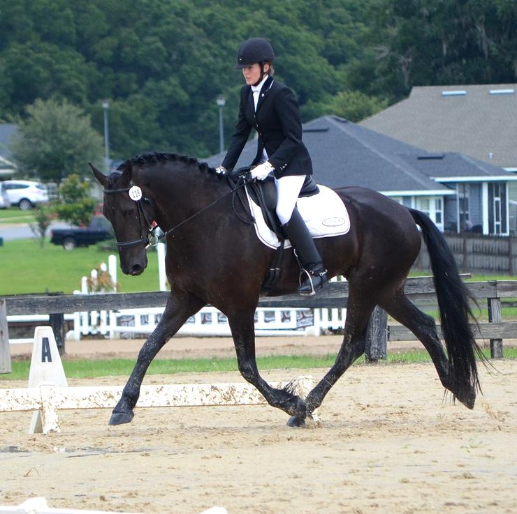 Lennox ROF Gigha Steinman Friesian Sporthorse