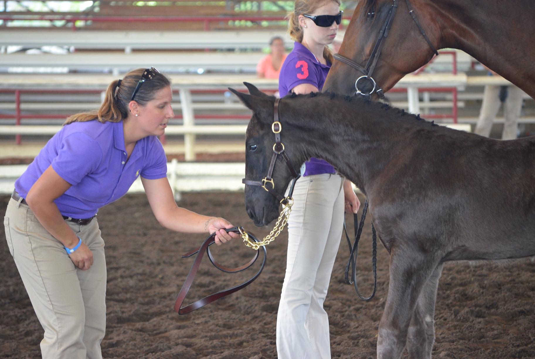 Luminary RBF Friesian Sporthorse