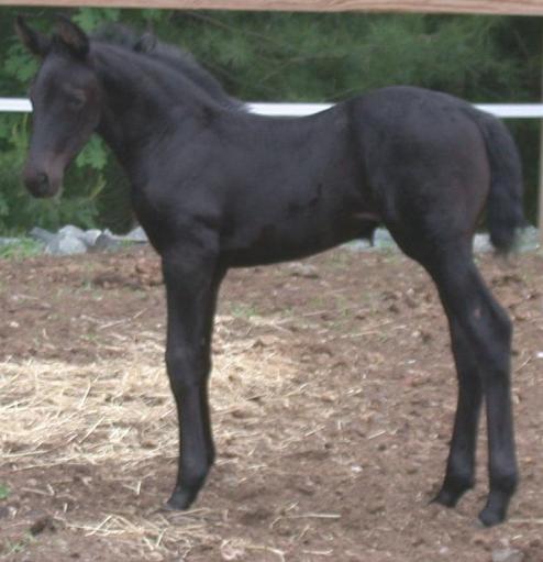 Sable Serenade