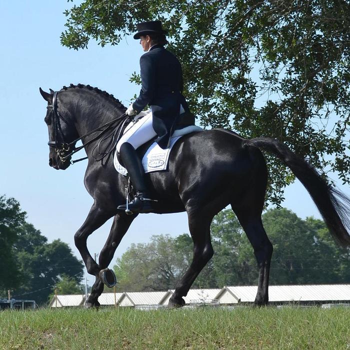 Friesian Sporthorse Champion