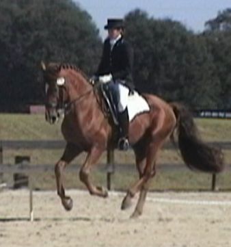 Charleston - SILVER ELITE