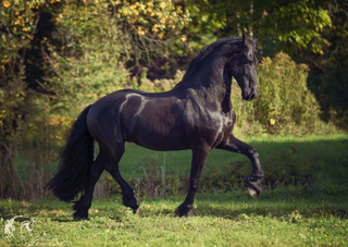 Ans Friesian