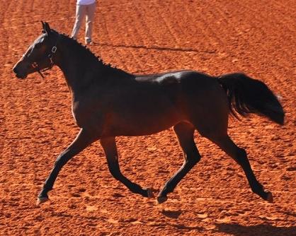 BCW Coco Chanel - 2011 FSA National Inspection & In-hand Reserve Champ.