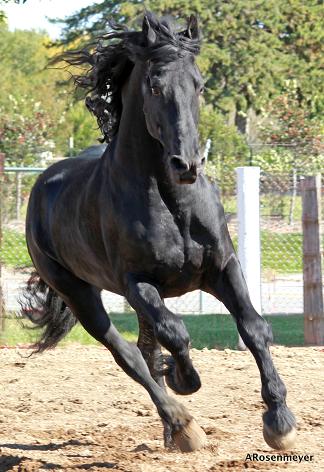 Begherra Friesian stallion