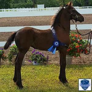 Friesian Sporthorse