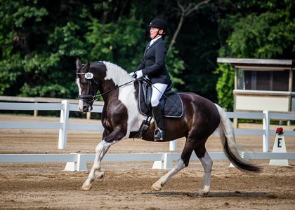 Friesian Sporthorse Second Level Champion