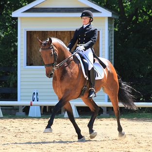 Elite Friesian Sporthorse Celtics Whisper