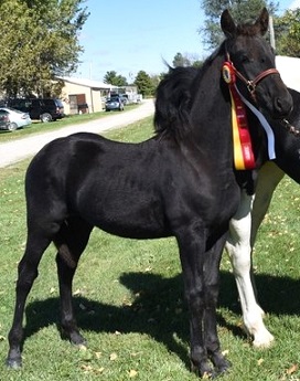 Elite Friesian Sporthorse foal