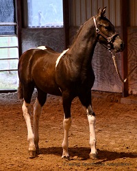 pinto Friesian Sporthorse