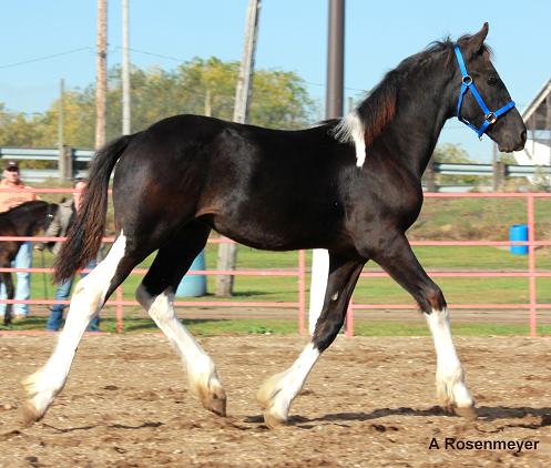 pinto Friesian Sporthorse colt Coldstone