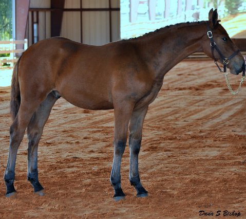 Friesian Sporthorse