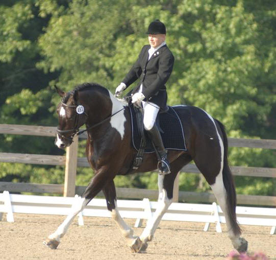 Elite Friesian Sporthorse Elijah HP