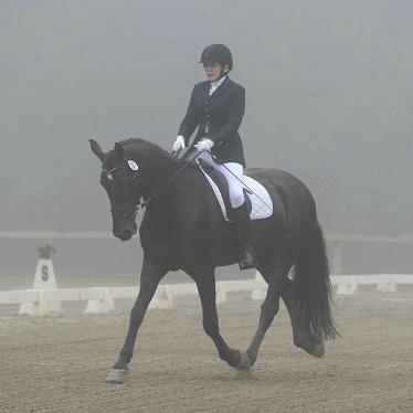 FWF Prince Midnight Ride Friesian Sporthorse