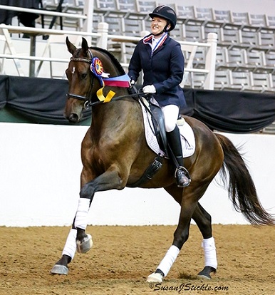 Friesian Sporthorse First Level Champion