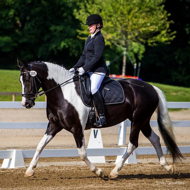 Celestina HP Friesian Sporthorse