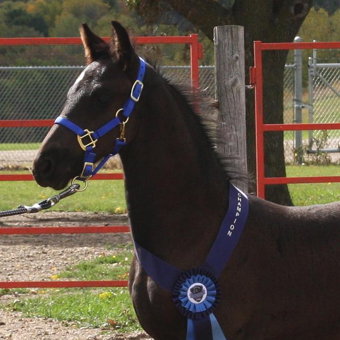 Hobo Friesian Sporthorse Champion colt