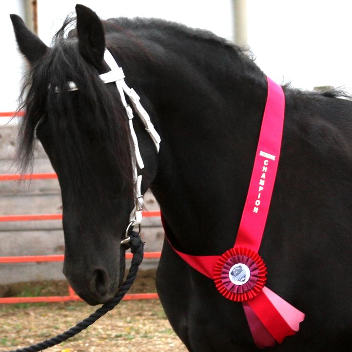 Josiah Friesian Sporthorse