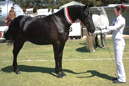 Friesian Sporthorse