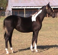 Lilly G 
