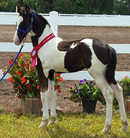 pinto Friesian Sporthorse