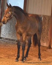 Louie G buckskin Friesian Sporthorse