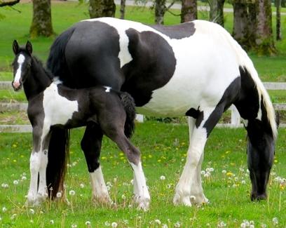 True (fully papered) pinto Friesian Sporthorses.