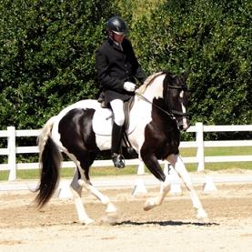 Friesian Sporthorse