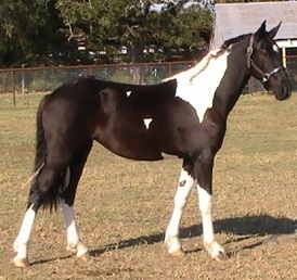 Poppy P pinto Elite Friesian Sporthorse