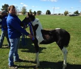 pinto Friesian Sporthorse foal