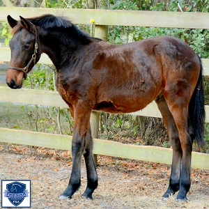 Friesian Sporthorse