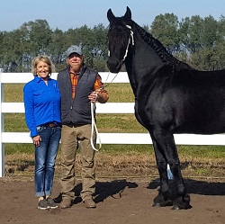 Top Shelf Talitha Friesian Sporthorse mare