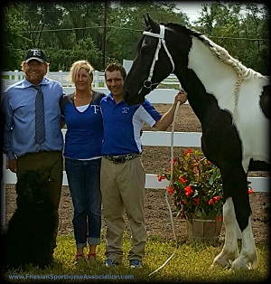 Twisted Black, pinto Friesian Sporthorse stallion