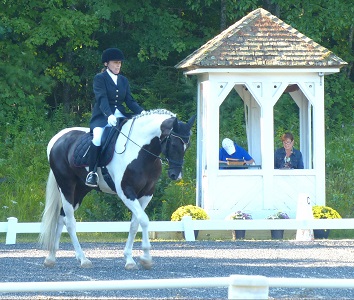 Valention pinto Friesian Sporthorse