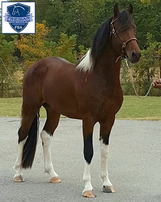 Wallace G pinto Friesian Sporthorse stallion