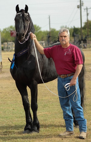 WarHorse Klaas FSA Provisionally Approved Friesian stallion