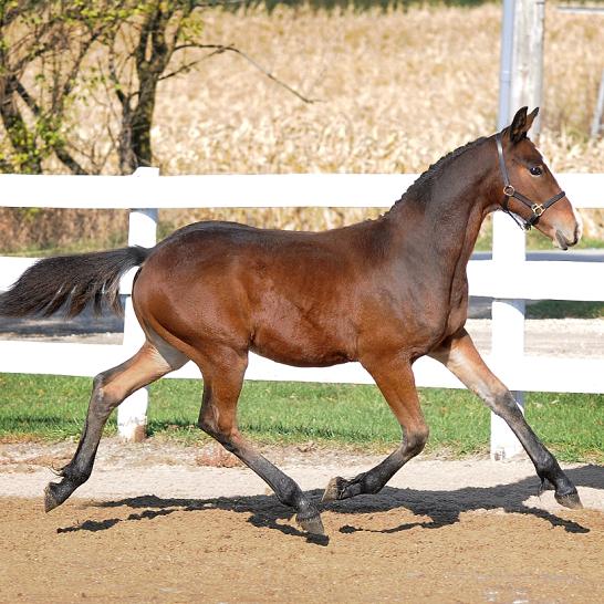 Friesian Sporthorse FHF Zagreus