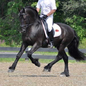 Mathijs Foundation Book Friesian Sporthorse