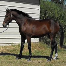Lancaster ROF, Friesian Sporthorse colt