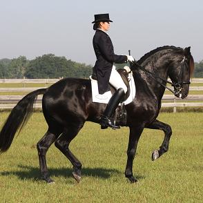 Lexington, Main Book, Silver Elite Book,  Friesian Sporthorse stallion