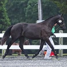 Elite Friesian Sporthorse Romulus SCS