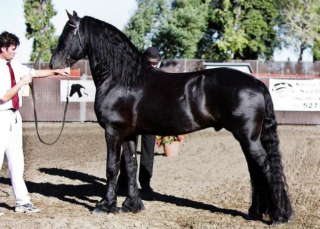 Fabian (Foundation Book, Elite Book, Friesian stallion)